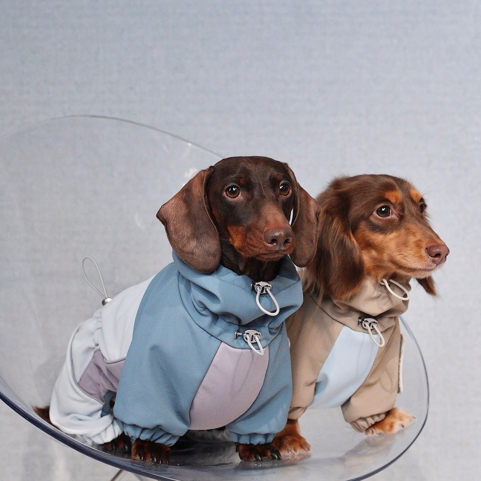 Dachshund Waterproof Snowsuit