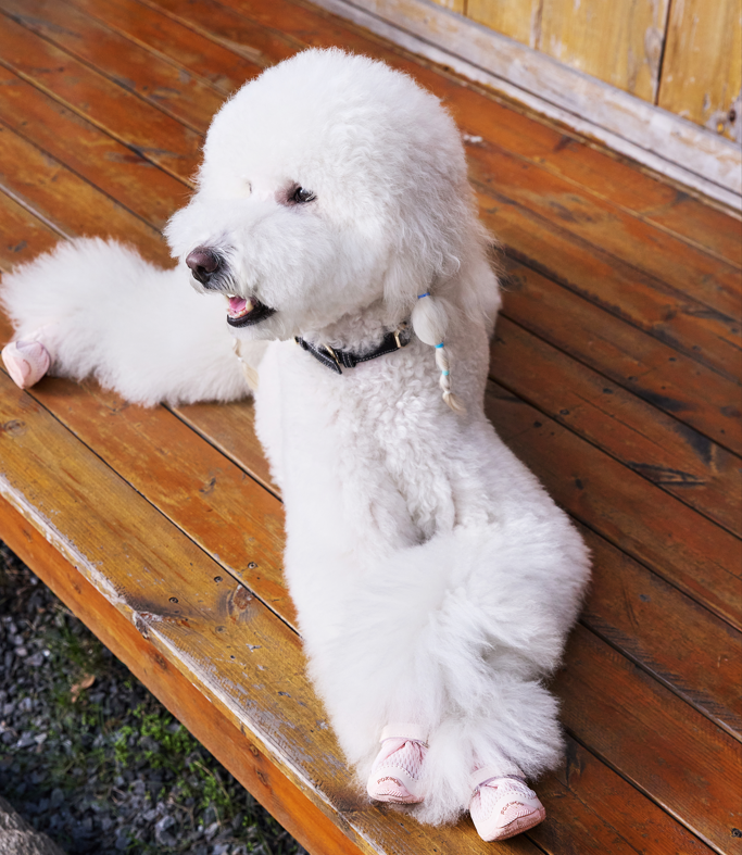 FOKWOW All-Season Dog Boots (2 Boots)